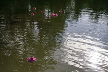 Load image into Gallery viewer, Thamarai Kota Saree