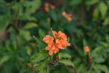 Load image into Gallery viewer, Kanagambaram Kota Saree
